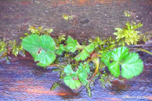 SOUS LA PLUIE