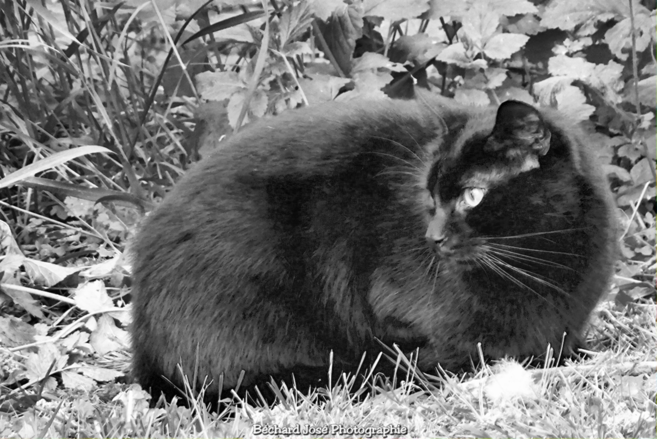 2017 sony playstation